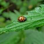 orange and black bug on green leaf