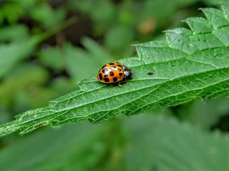 orange and black bug on green leaf